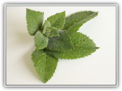 Spearmint