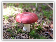 TinyToadStool