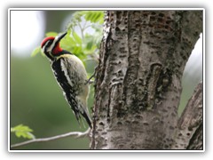 Woodpecker